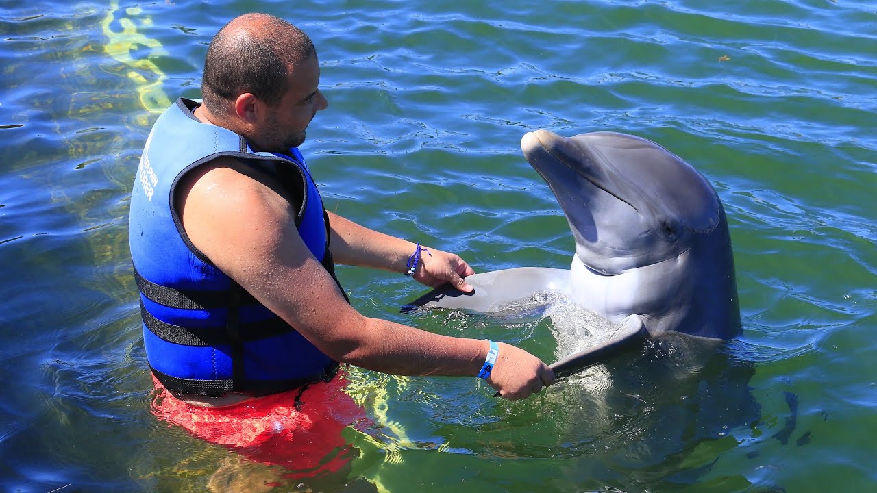 Swimming with dolphins,Punta cana,Dominican republic