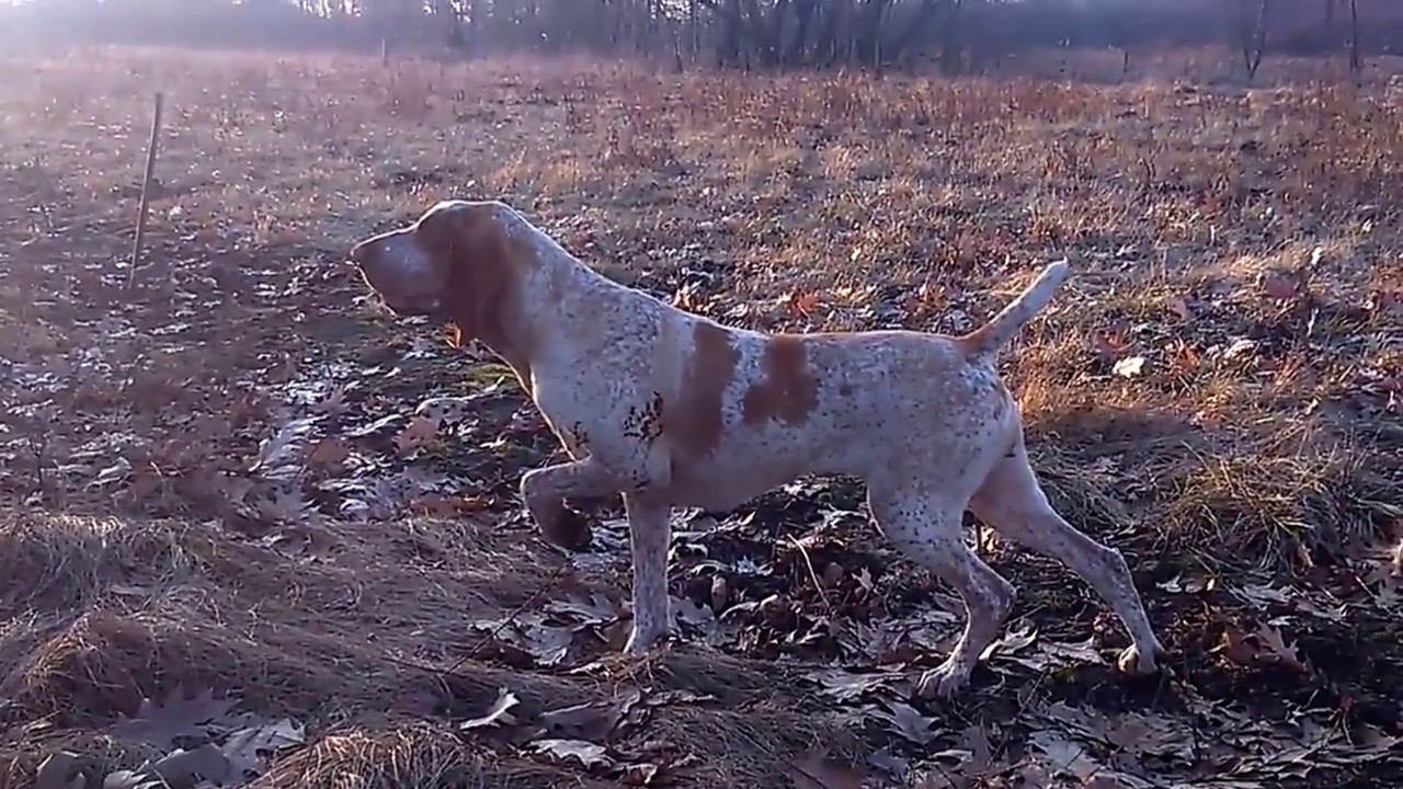 Bracco italiano pointing quail / Bracco italiano stójka do przepiórki
