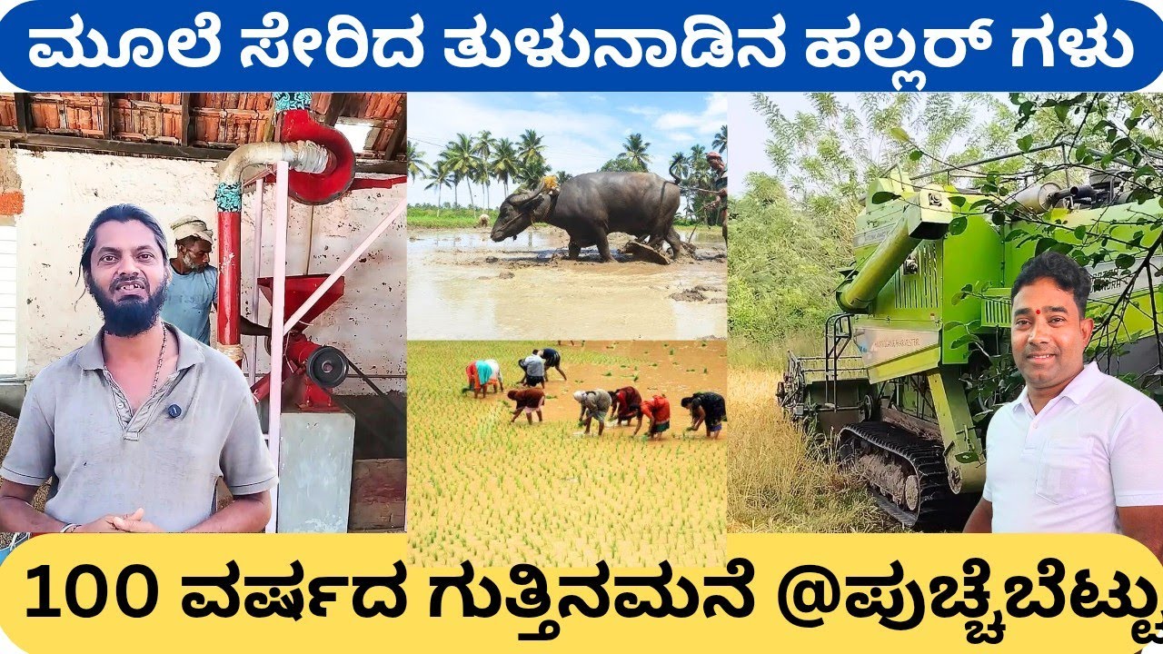 ಹಳ್ಳಿಯ ಮರು ಸೃಷ್ಟಿ ಮಾಡಿದ ಯುವ ಕೃಷಿಕ‼️ಶೈಲೇಶ್ ಜೈನ್ ನೈಸರ್ಗಿಕವಾಗಿ ಭತ್ತ ಬೆಳೆದ ನನ್ನ ಕಥೆ ಶಿವಪ್ರಸಾದ್ ಮಲೆಬೆಟ್ಟು