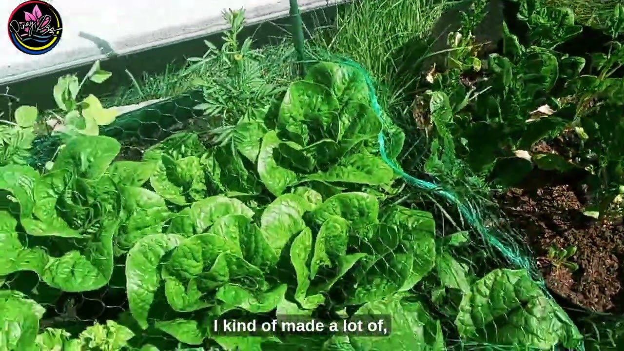 2025 Just Sharing My Grow Bag Garden | Zone9A | Spinach, Lettuce & Chards!