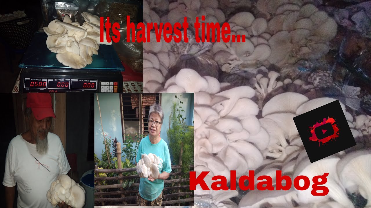 Its Harvest Time......