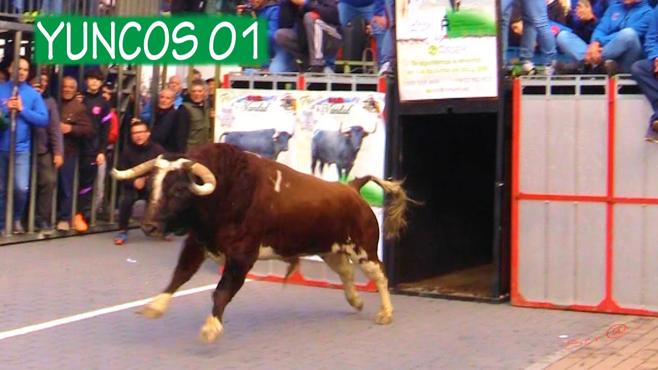 ✅2022 YUNCOS 01 ◾ Tres Toros de Cajón