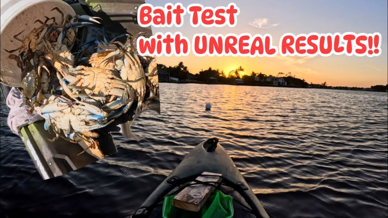 CRABBIN BY SUNSET- Bait Test! BLUEGILLS, Turkey Necks and Mayan Cichlids