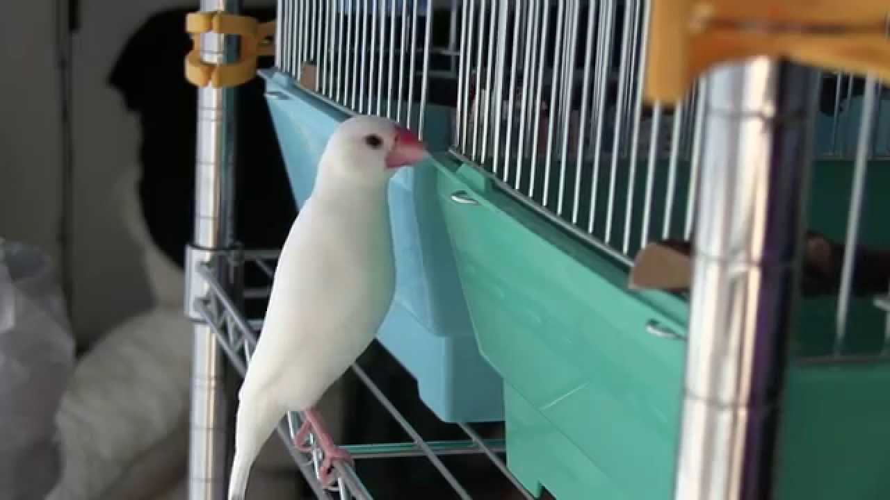 メス文鳥放鳥中。大好きなオスのもとへ・・・