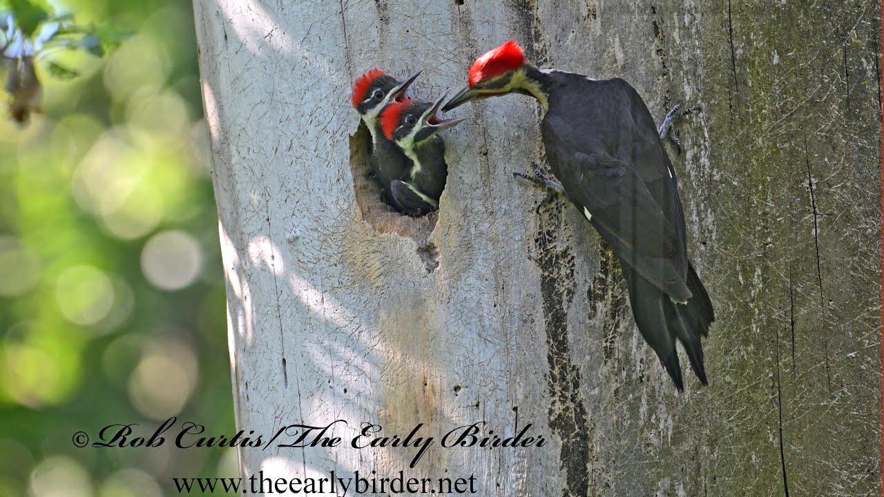 PILEATED WOODPECKERS (Dryocopus pileatus) feed  chicks near fledging.  9096379