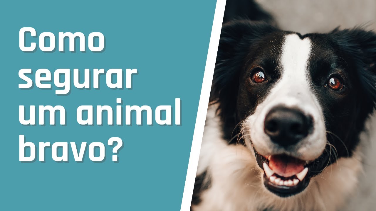 Como segurar um animal