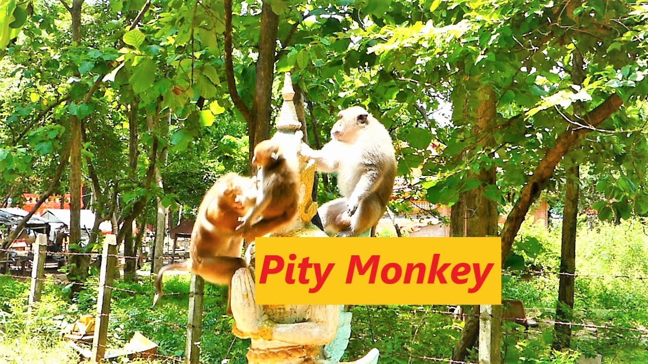 What A Pity Monkey!, May God Bless This Poor Pet Released Monkey To Accept By Group Monkey Soon