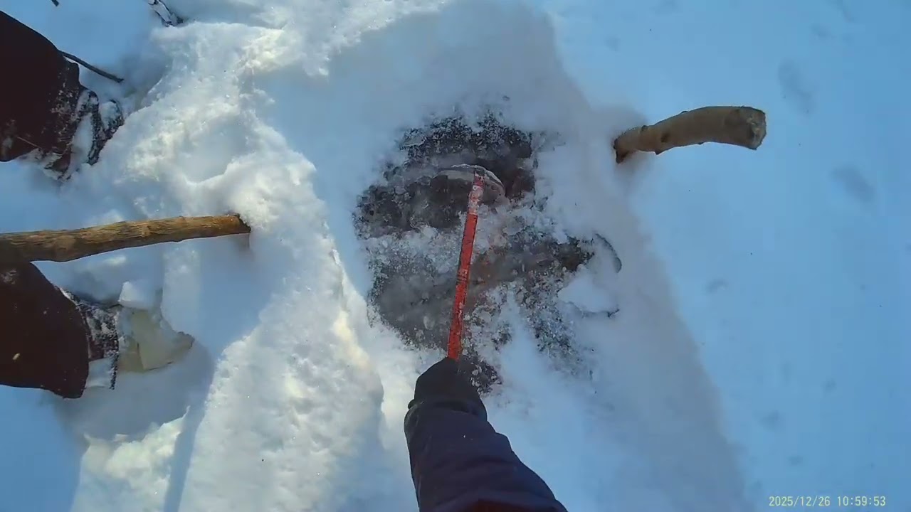 Бобры и ондатры скопились! Большой бобр в 160-метровой норке конибера!