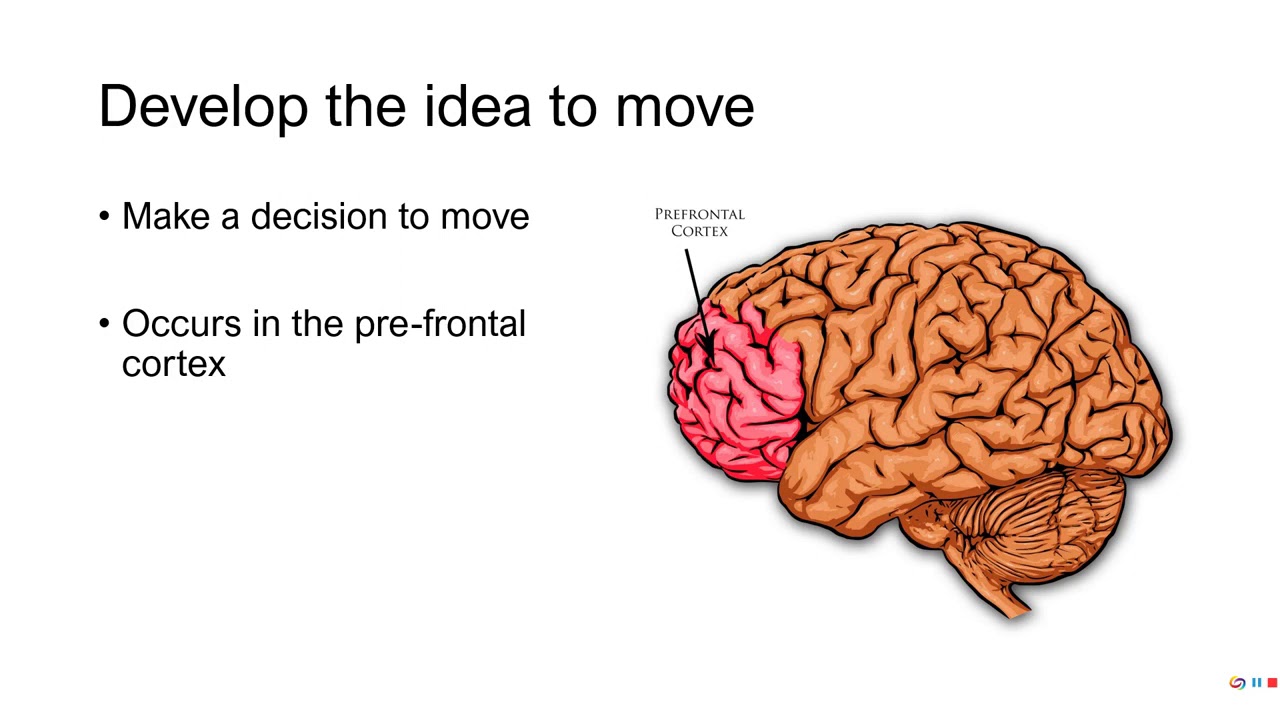 PE 381 - Lecture 9-1-1 - Integrative control of movement