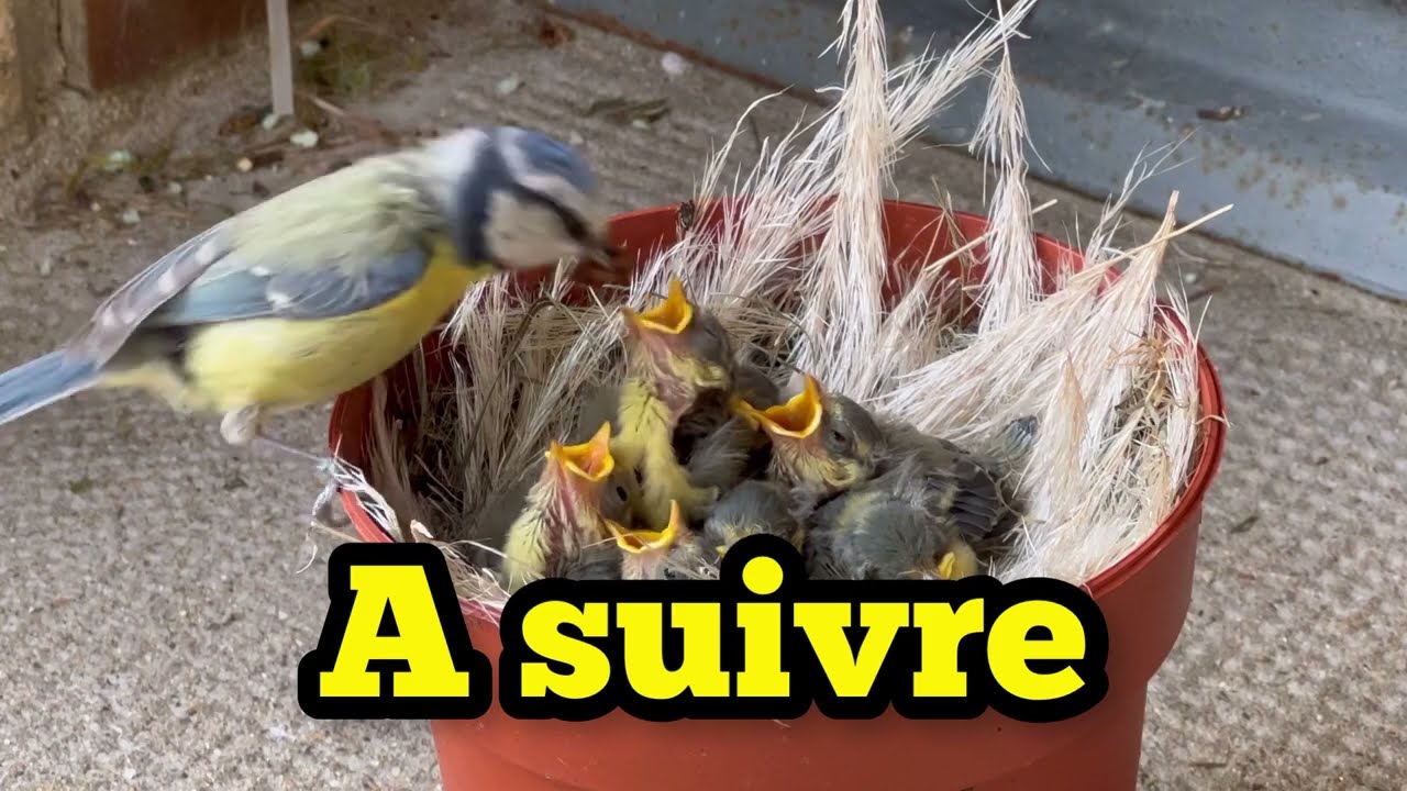 j'arrive pas à nourrir les bébés oiseaux (Mésange bleue) انظر 👀 سبحان الخالق