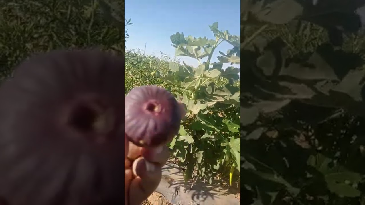 من البهنسا بني مزار متابعه لشجر 