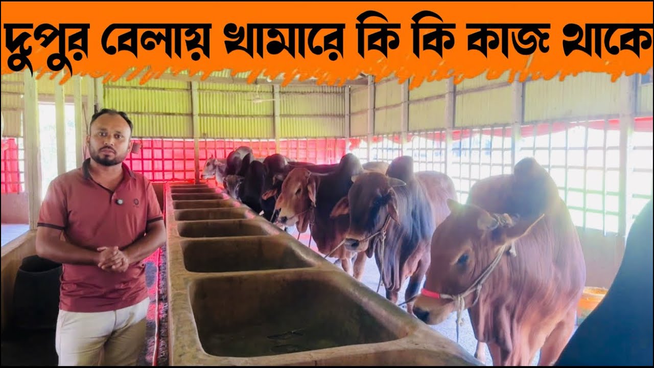 ২১৫ - দুপুর বেলায় খামারে কি কি কাজ থাকে  এবং দুপুরবেলায় আপনারা কি কি করতে পারেন খামারে গিয়ে