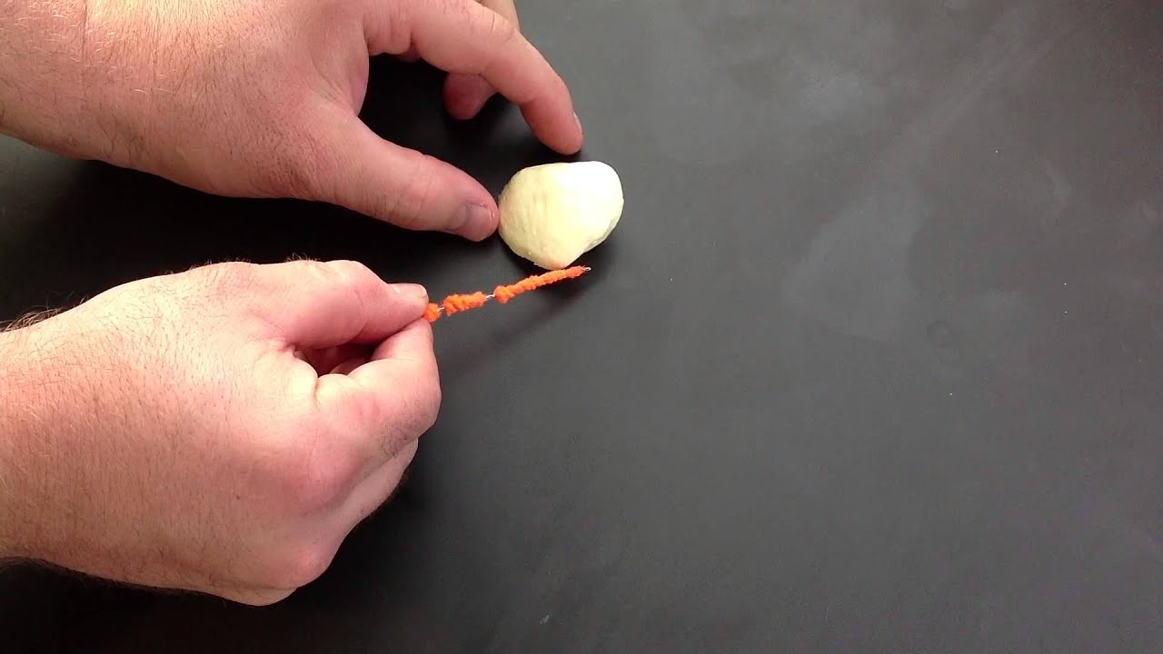 Patella