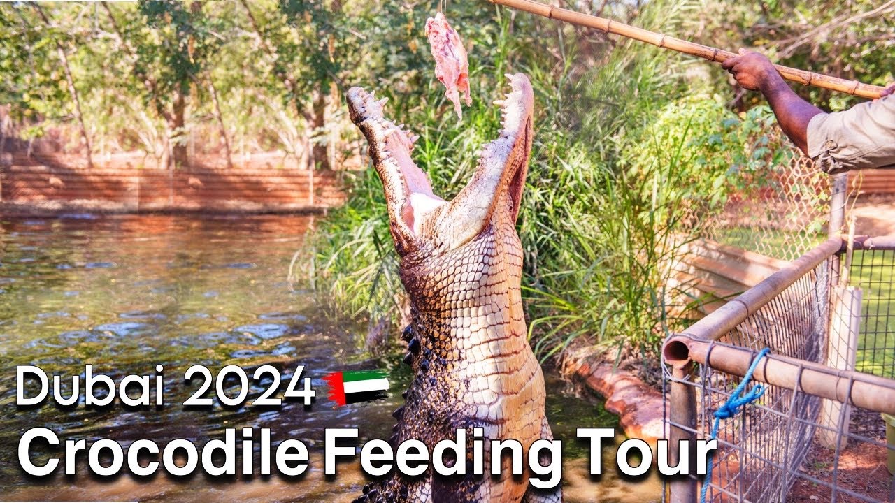 Crocodile Park Dubai Full Tour 2024| Dubai Crocodile Park 4k | Wild Life | Feeding