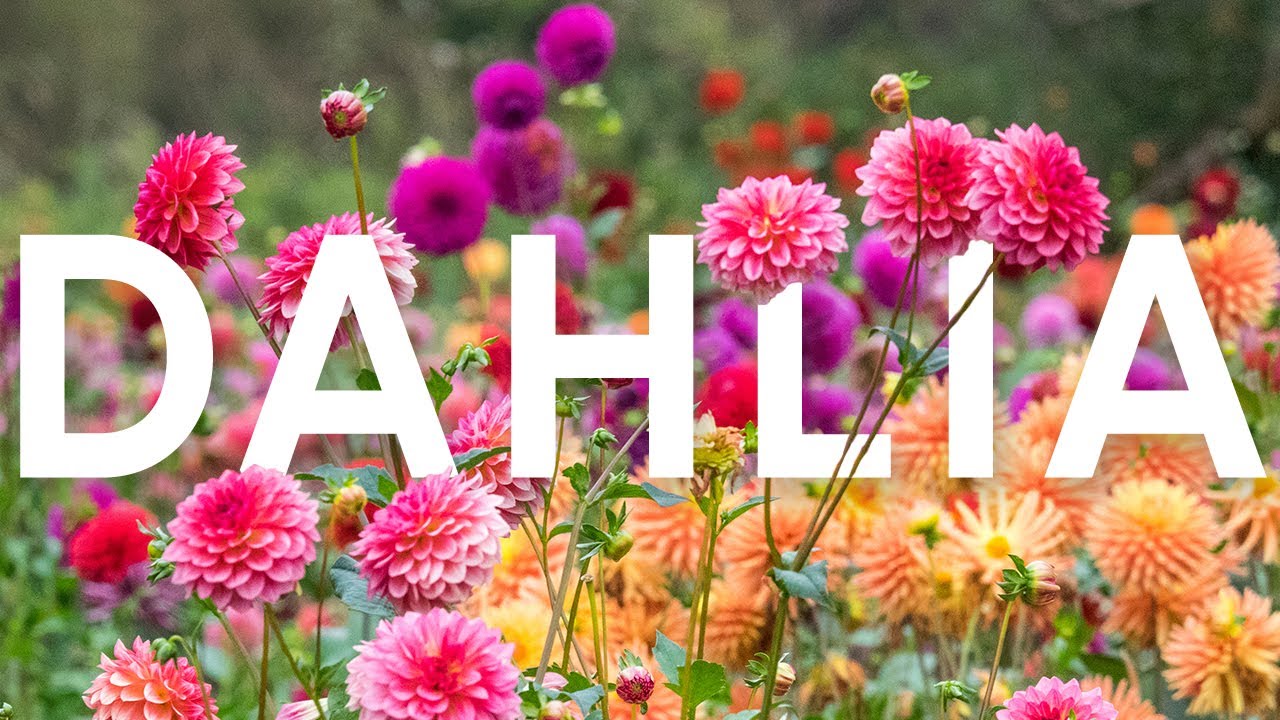 Dahlia: dal tubero alla fioritura estiva, cura e coltivazione