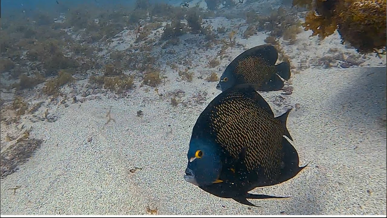Fernando de Noronha Scuba Diving Brazil Nov 2025