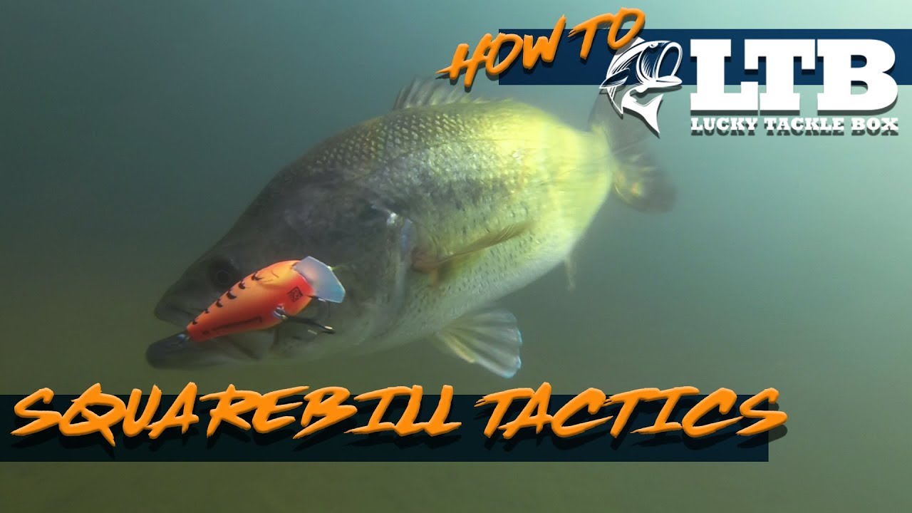 Squarebill Tactics