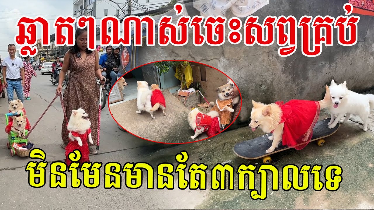 ឆ្លាតៗណាស់ចេះសព្វគ្រប់ អ្នកស្រលាញ់សត្វ យល់ពីអារម្មណ៍មួយនេះ គឺក្ដីសុខ និងសុភមង្គល