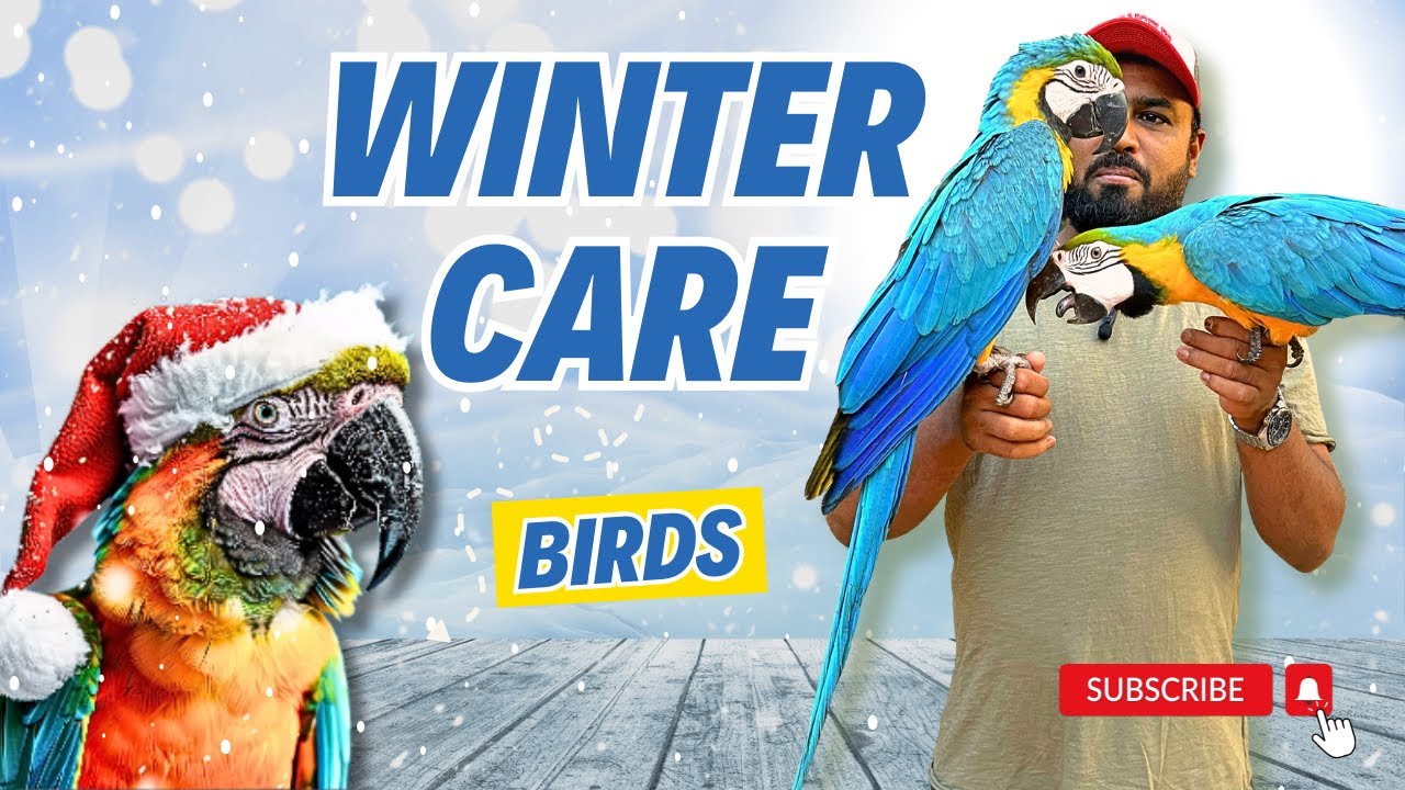 Winter Care for Birds | How to take care of your parrots in winter? 
