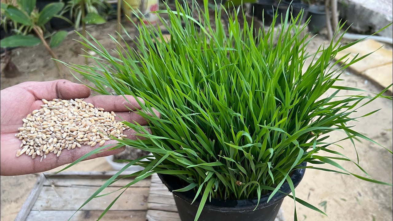 بذور سهلة الانبات سريعة النمو ومصدر أساسي للغذاء 🌿💪 اتمنى من الجميع معرفة كيف تزرع لاهميتها 