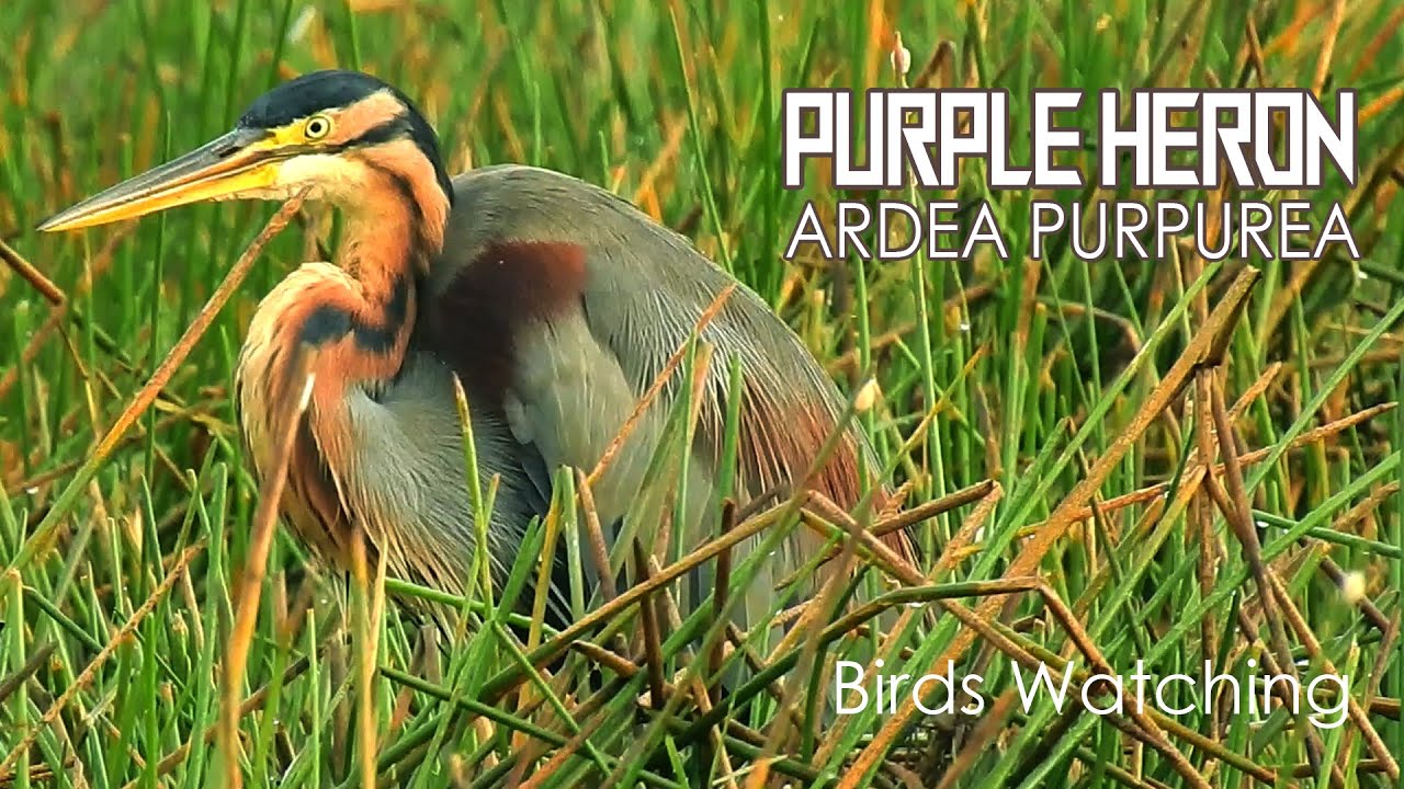 The Life of Birds | Purple Heron | Ardea Purpurea