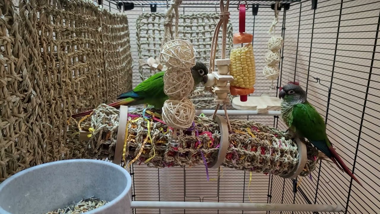 9 hours conure parakeet sounds for relaxation