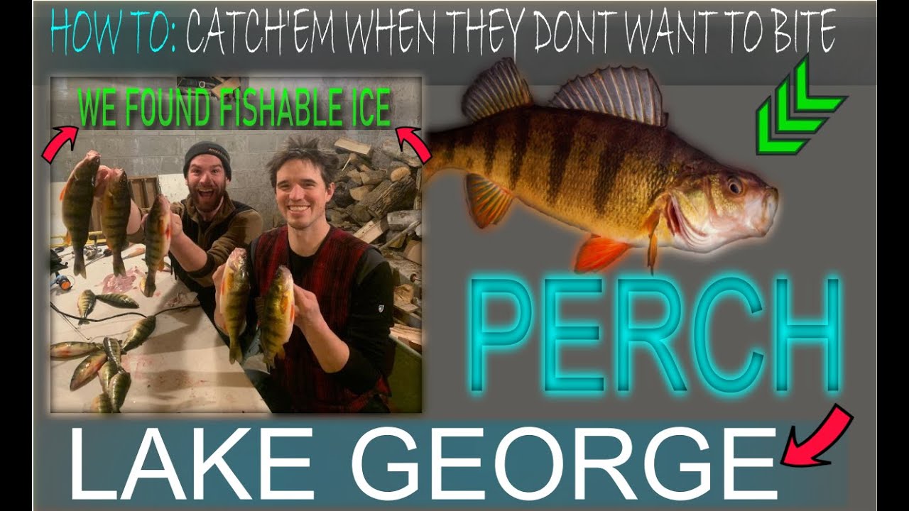 Early Ice Jigging on Lake George: How-To Force Feed Perch (when the bite is slow)
