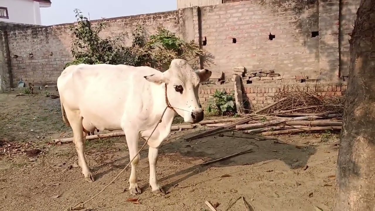 cow funny video 😁😙#shorts #viralshorts #trending #cowlover
