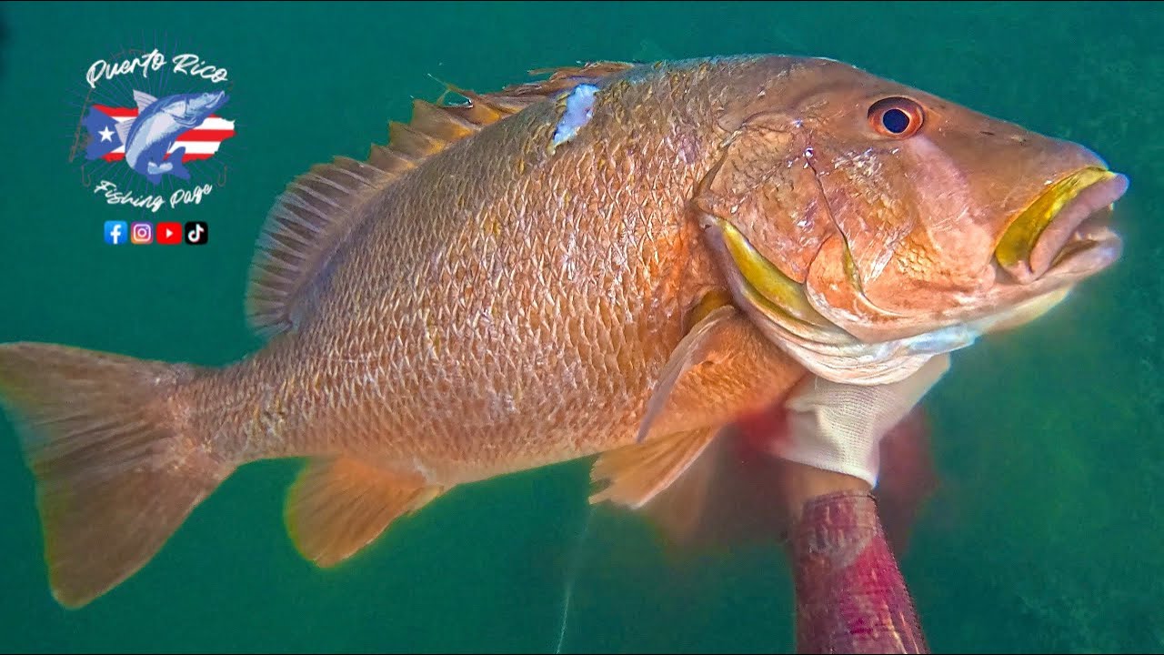 🔥|Pescando Pargos de arpón en Puerto Rico|🔥 (Probando Arpón Salvimar Hero Storm 95cm)