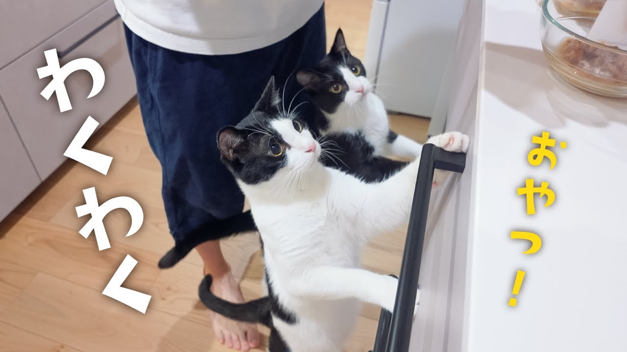 猫たちの目が本気に！特別なおやつに大興奮だけど…これ、薬です