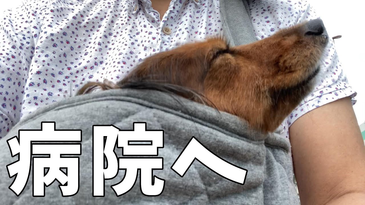 体調不良でルルが動けなくなりました…急遽病院へ行くことに【カニンヘンダックス】