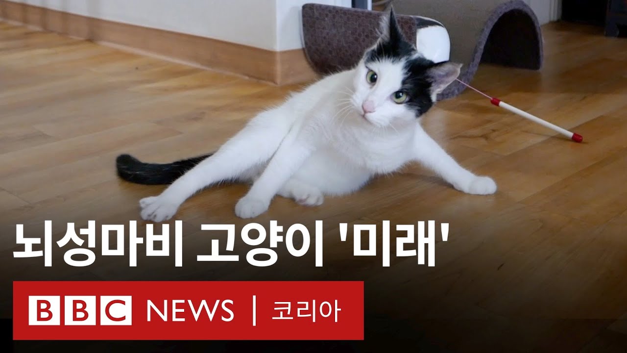 '뇌성마비 고양이도 평범한 고양이입니다' - BBC News 코리아