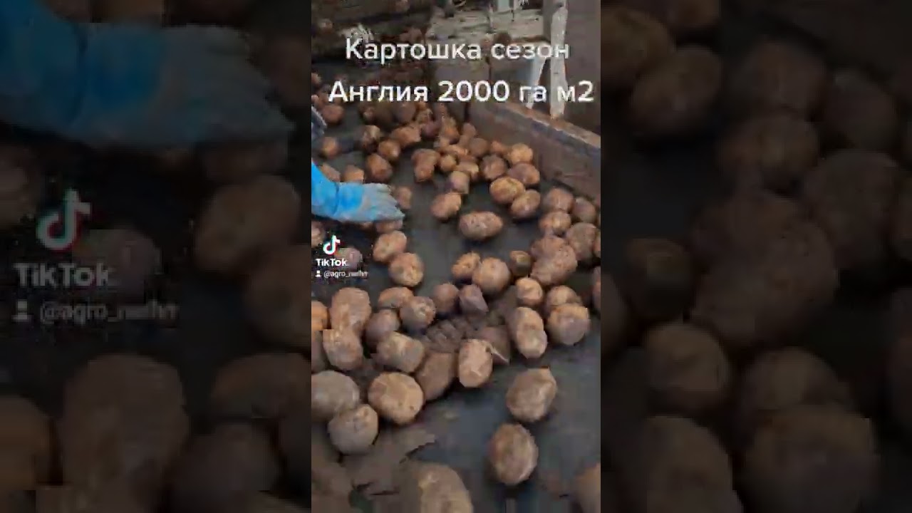 TH Clements ферма работа Англия