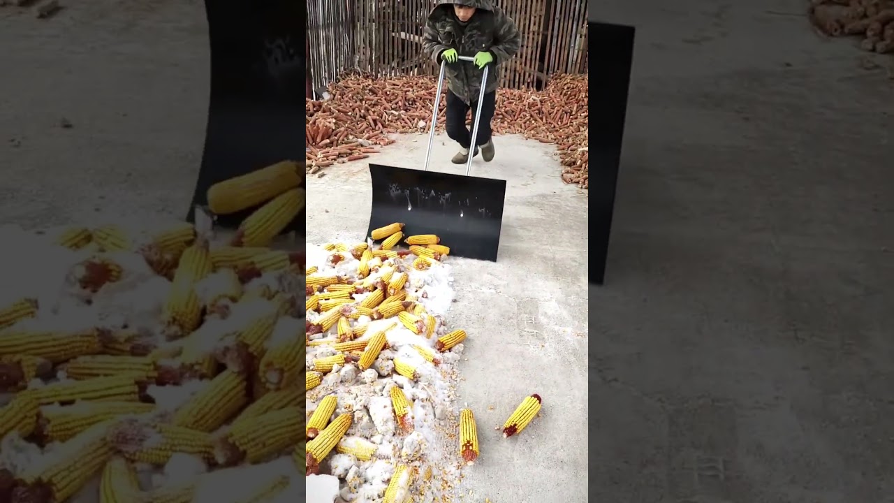 This Tool Makes Moving Corn So Easy! 🌽