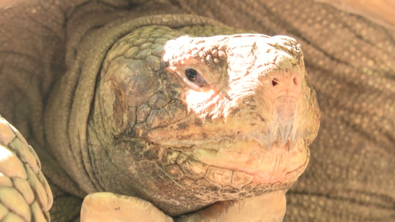 Walk on the Wild Side with KTVL - Meet Our Sulcata Tortoise