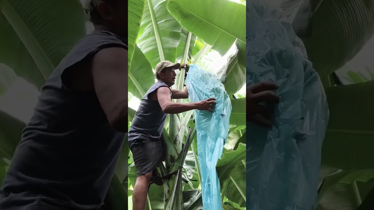 Importance of sigatoka control #bananafarm #lakatanfarming 