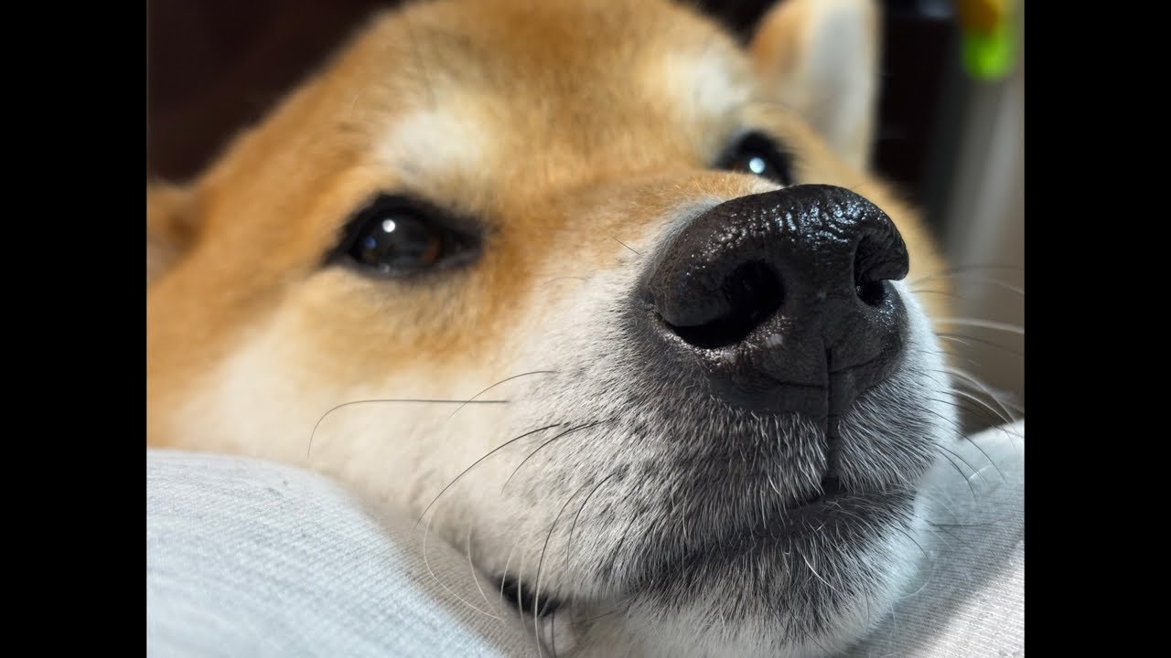 【LIVEアーカイブ】今日は家でぬくぬく🐕💤