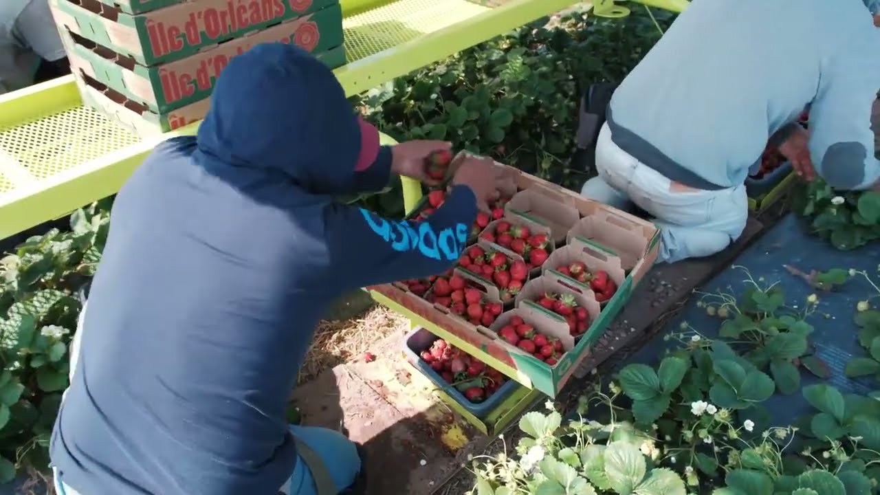 Plateforme d’aide à la récolte de fraises