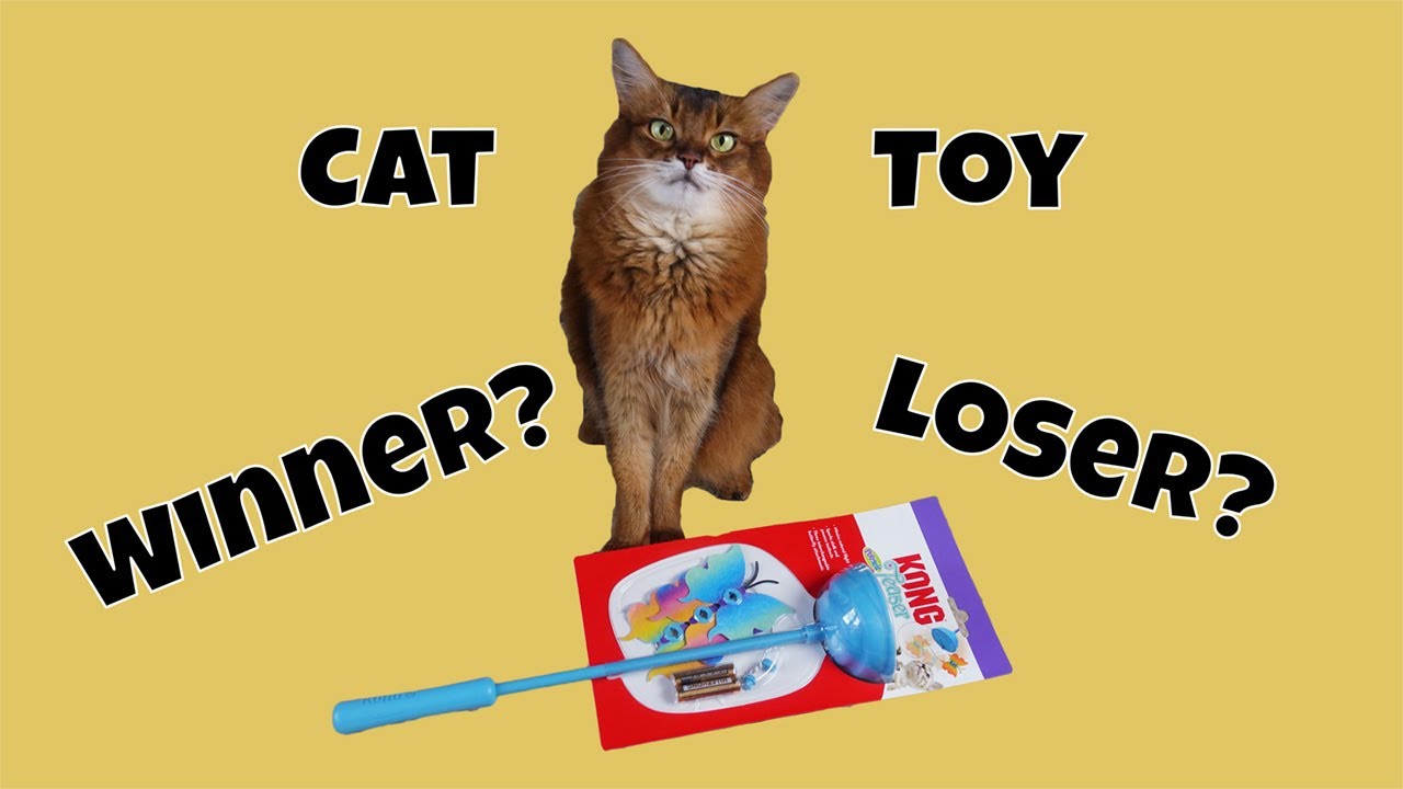 What Happens When This Cat Tries a Butterfly Toy for the First Time?