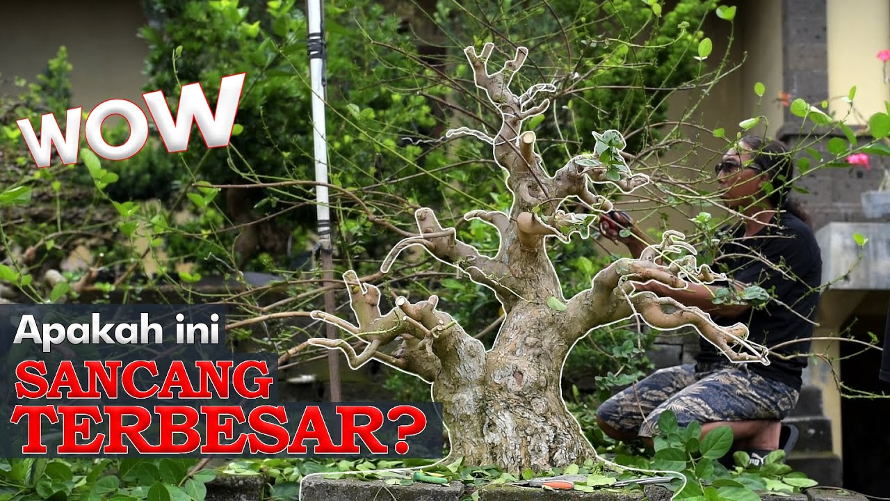 CARA MEMBESARKAN CABANG SANCANG DAN PROSES PENGENDALIANNYA