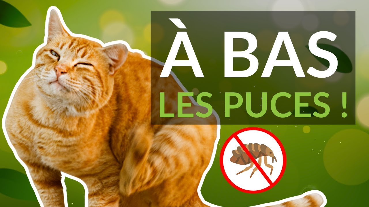 PUCES CHAT : 5 Remèdes NATURELS pour les Éliminer Efficacement ✨