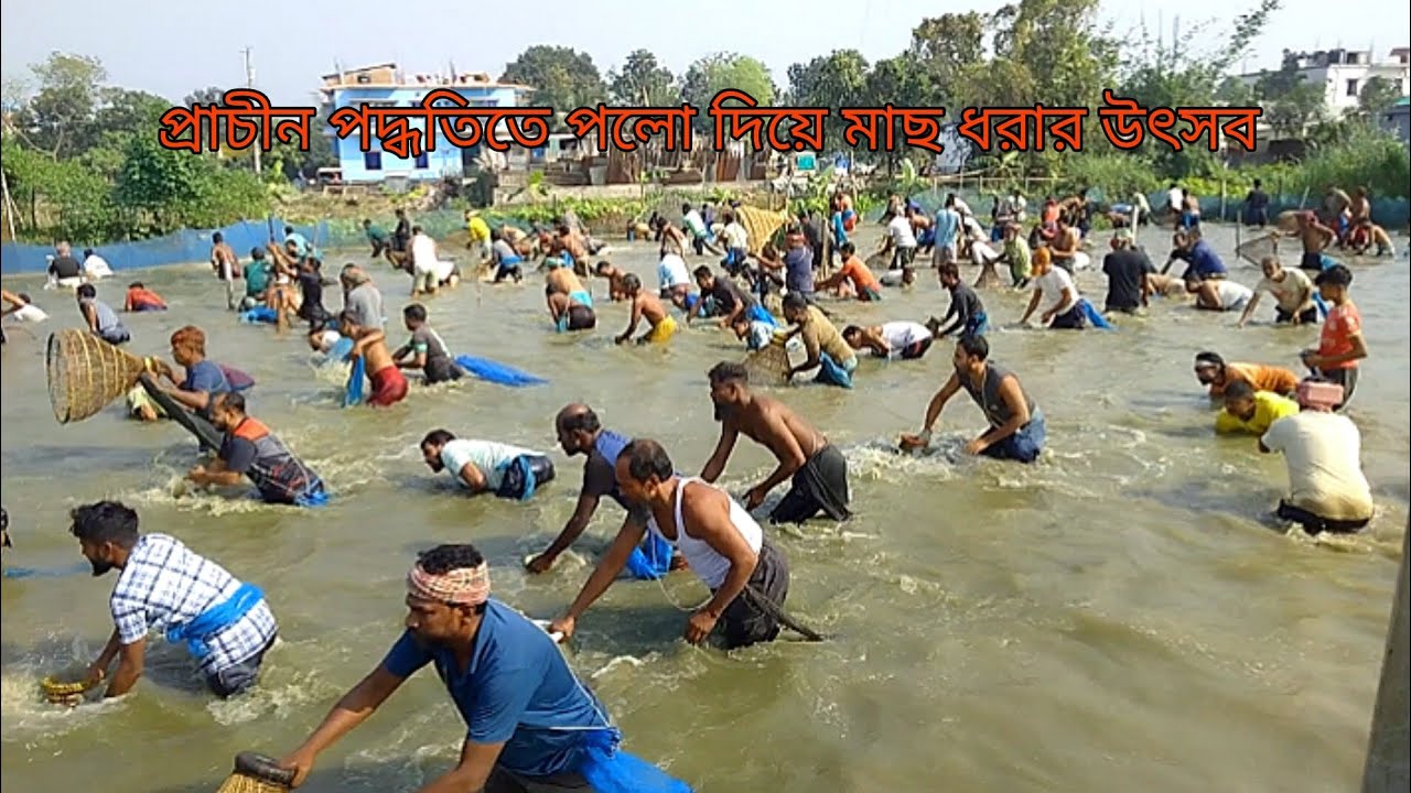 প্রাচীন পদ্ধতিতে পলো দিয়ে মাছ ধরার উৎসব | Traditional Polo Fishing Bangladesh ।
