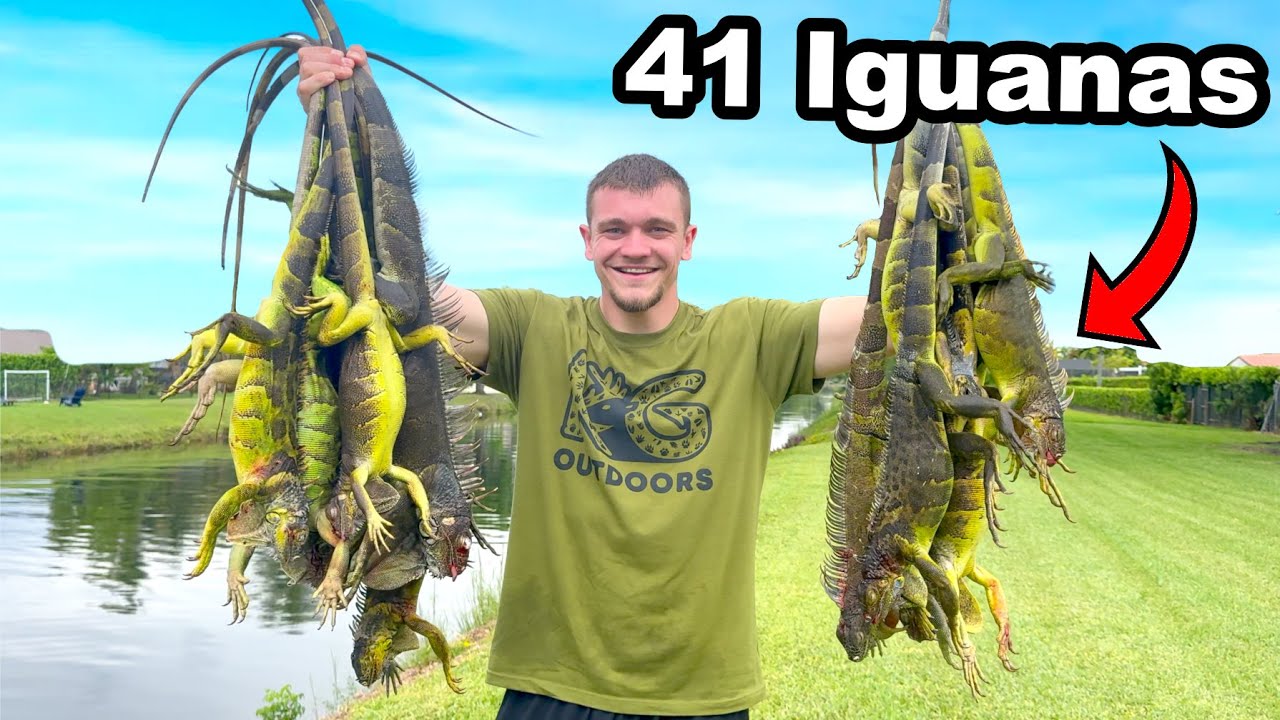 Polowanie na inwazyjne jaszczurki-legwany niszczące Florydę!