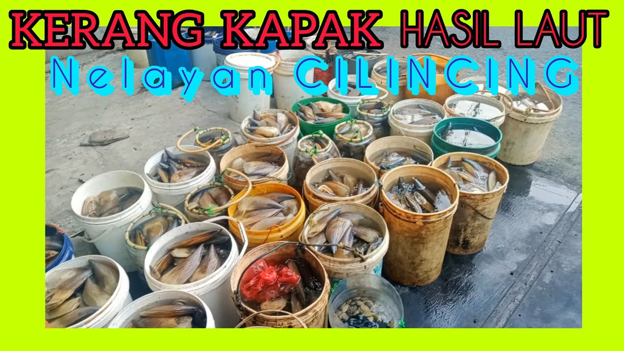 Kerang Kapak hasil melaut Nelayan Cilincing Jakarta Utara #nelayan #ikan #cilincing #hasil #ikanlaut