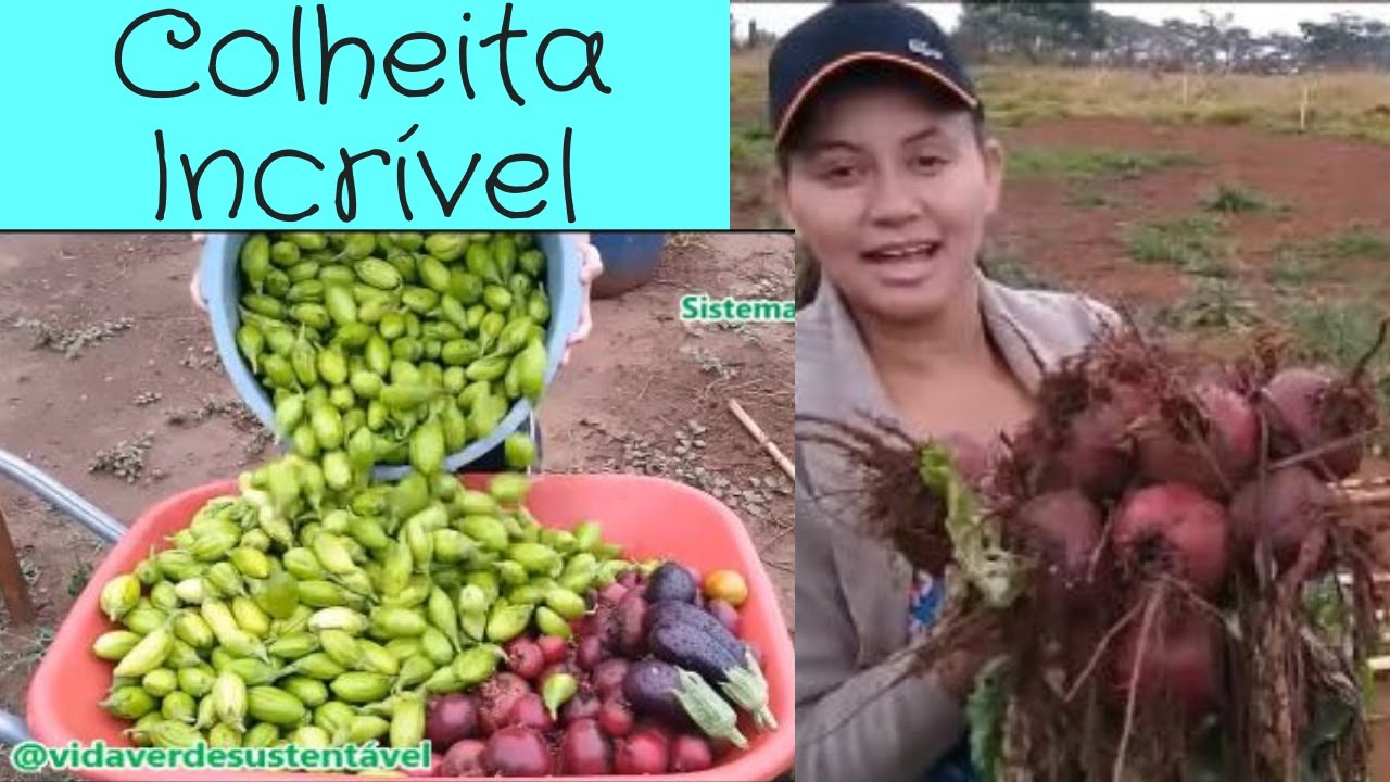 Uma Mega Super Colheita no Sítio! Veja!