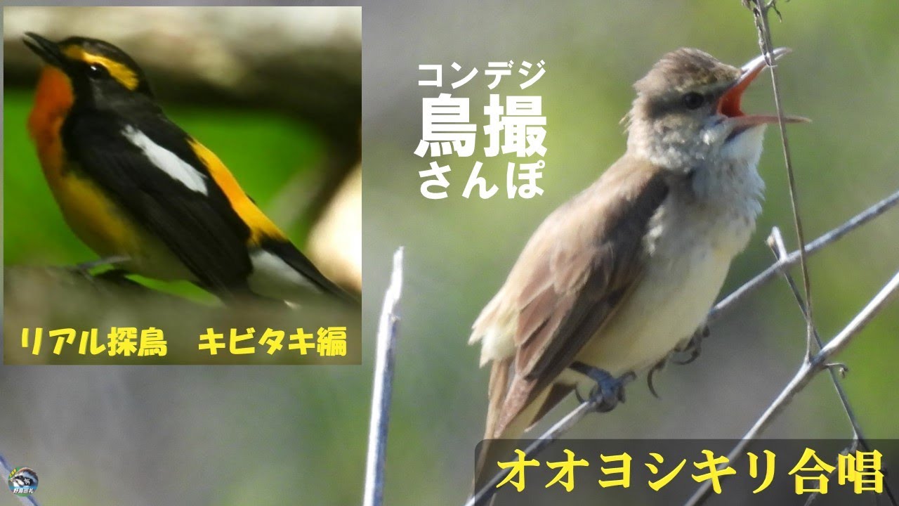 コンデジ鳥撮散歩　オオヨシキリ合唱　キビタキに出会えるかリアル探鳥　兵庫県・北播磨