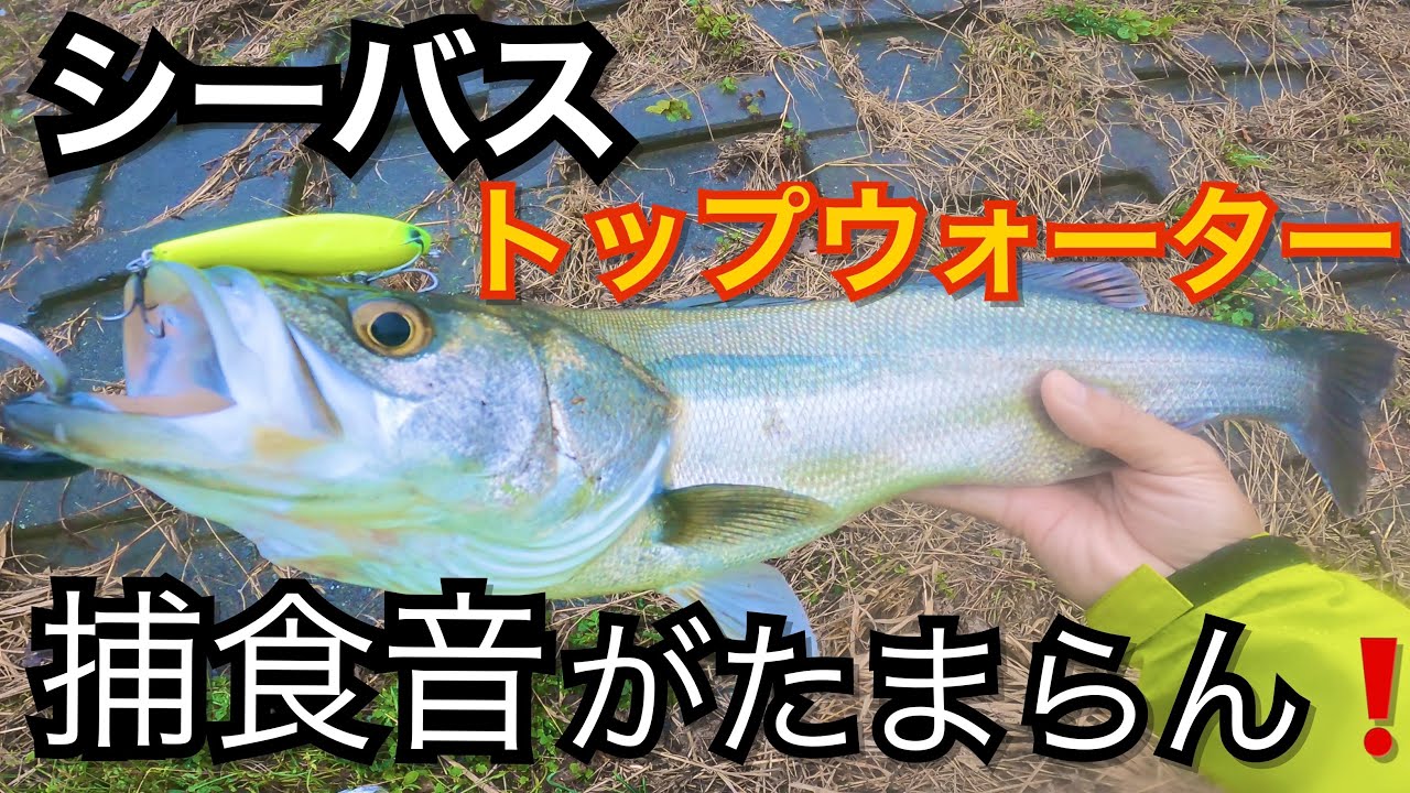 シーバス トップウォーター！強烈バイト！アイマ チャッピー／メガバス カゲロウ