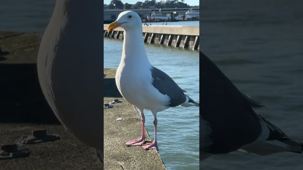 Pier 39 San Francisco 