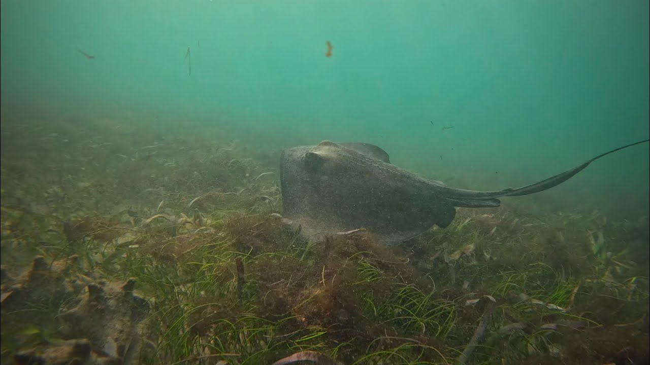 Турне с подводным плаванием Champion Snorkel Tour 26.01.2026, 10:00