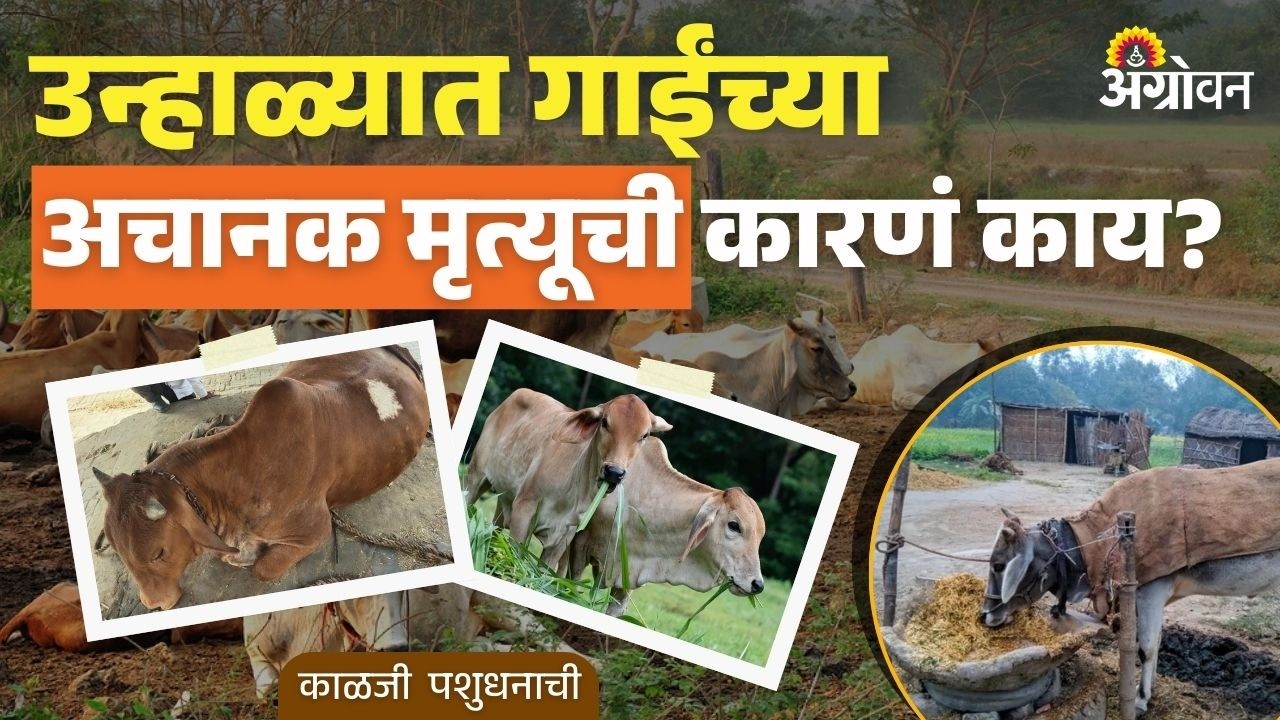 Cattle Health Care: गाईंमध्ये अल्कली अपचनाची लक्षणे कोणती? | Agrowon